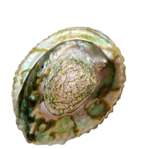 Ablony Shell