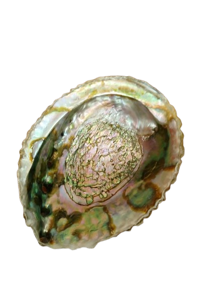Ablony Shell