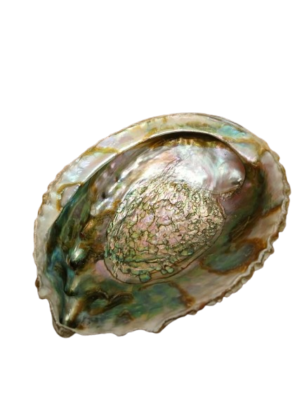 Ablony Shell - Image 2
